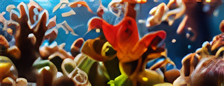Reef tank 2